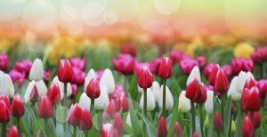 spring_tulips