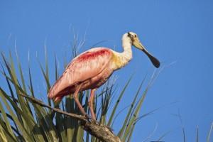 Anna Maria Island - Roseate Spoonbill