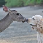 Permalink to: Retiring to Costa Rica? Take Your Pet With You!