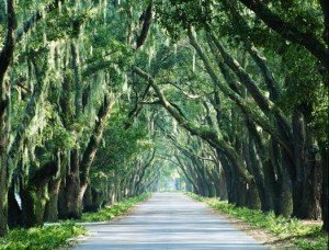 Avenue-of-Oaks-copy-525x400