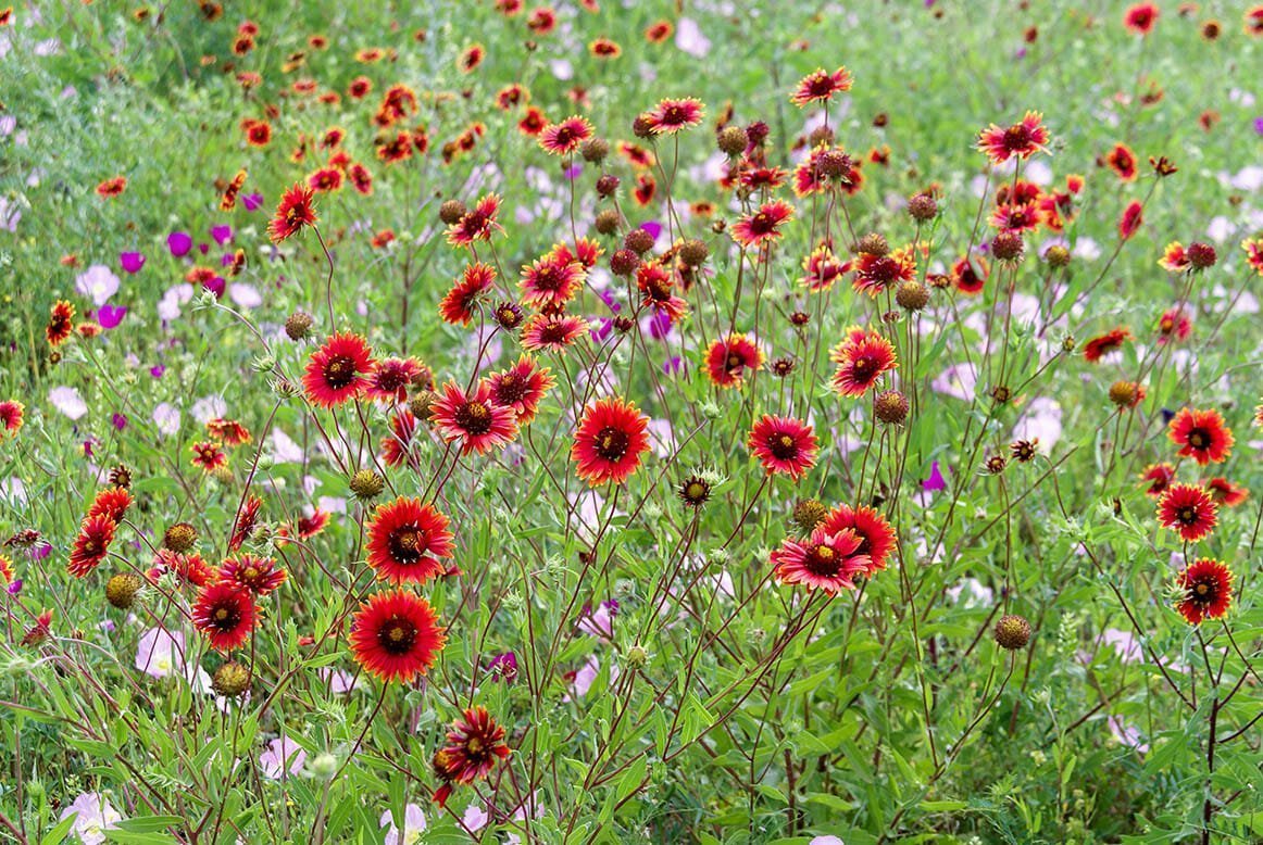 The Year of the Gaillardia Planting Blanket Flowers Community Garden